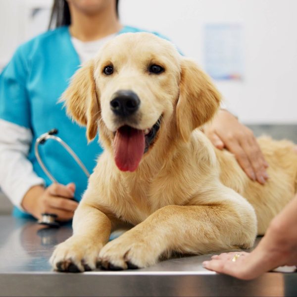 golden retriever puppy lying on exam table while vet tech and owner talk