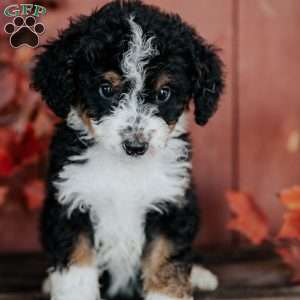 Gomer, Mini Bernedoodle Puppy