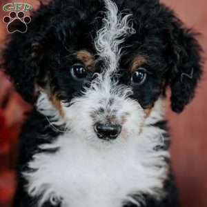 Gomer, Mini Bernedoodle Puppy
