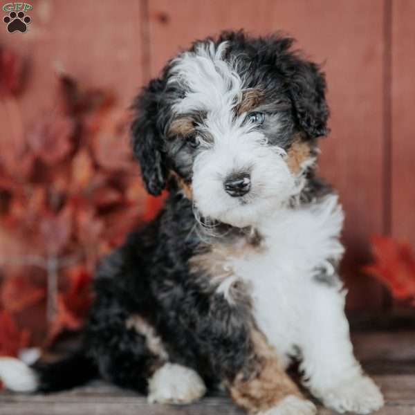 Greg, Mini Bernedoodle Puppy