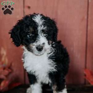Gus, Mini Bernedoodle Puppy