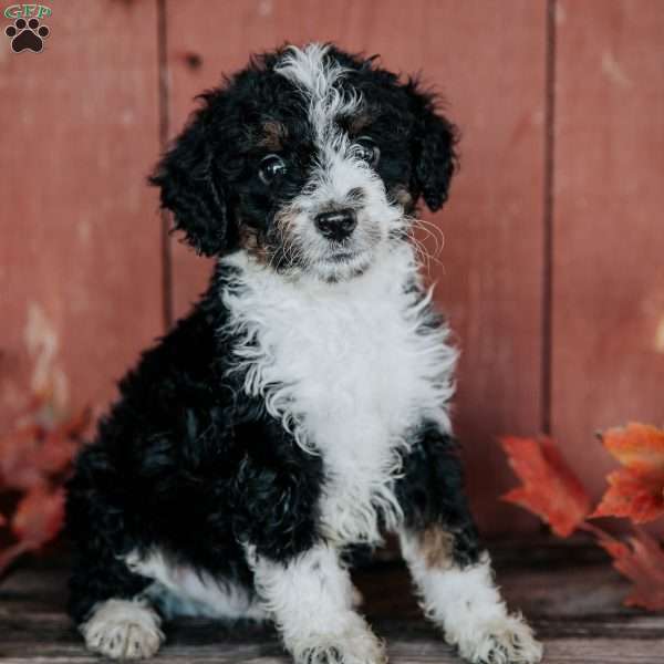 Gus, Mini Bernedoodle Puppy
