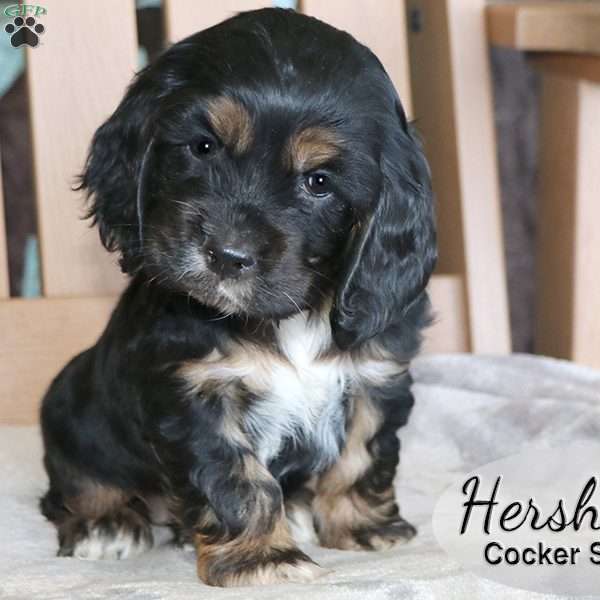 Hershey, Cocker Spaniel Puppy