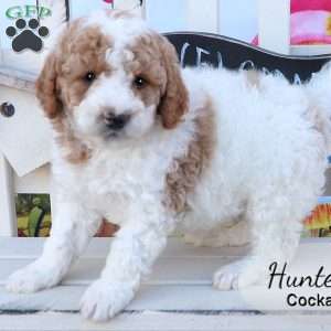 Hunter, Cockapoo Puppy