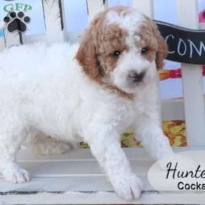 Hunter, Cockapoo Puppy