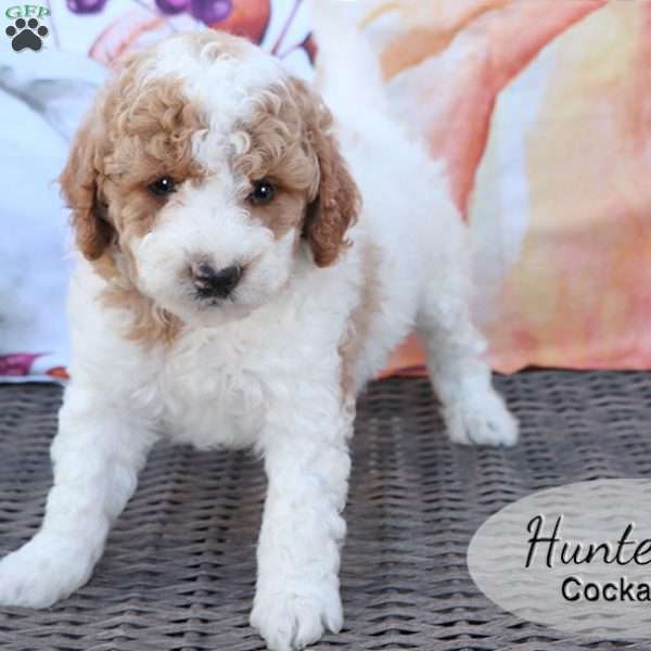 Hunter, Cockapoo Puppy
