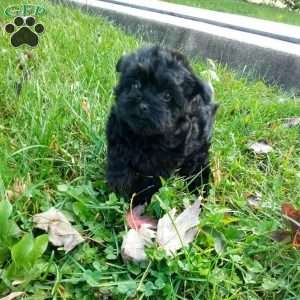Bella, Yorkie Poo Puppy
