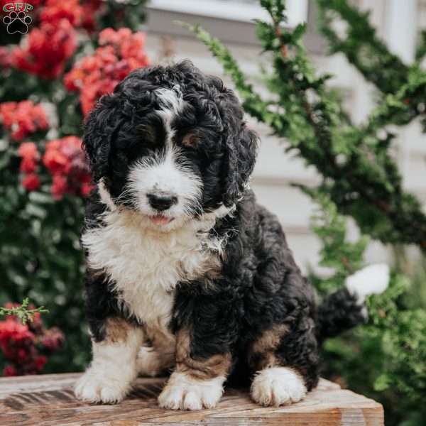 Jack, Bernedoodle Puppy