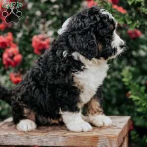 Jack, Bernedoodle Puppy