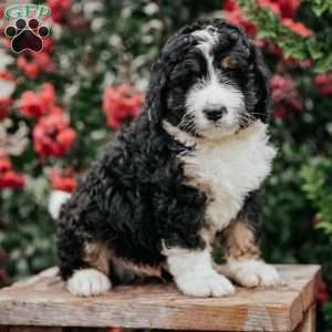 Jack, Bernedoodle Puppy