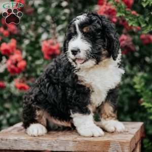 Jack, Bernedoodle Puppy