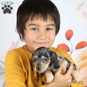 BuddyAnn, Dachshund Puppy