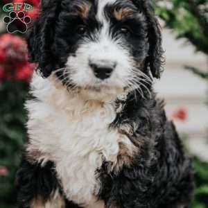 Jenny, Bernedoodle Puppy