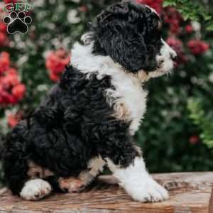 Jenny, Bernedoodle Puppy