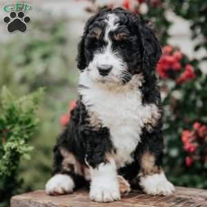 Jenny, Bernedoodle Puppy