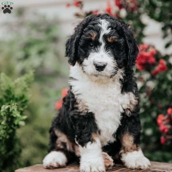Jenny, Bernedoodle Puppy
