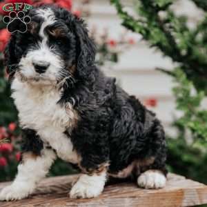 Jenny, Bernedoodle Puppy