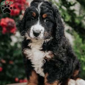 Jim, Bernedoodle Puppy