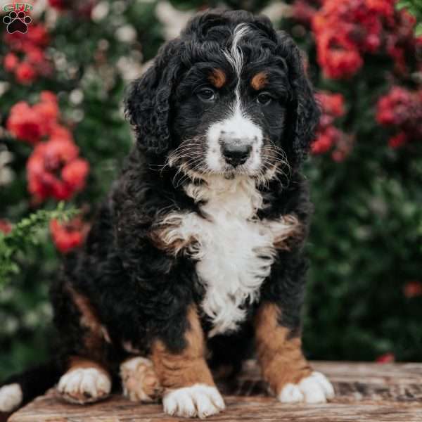 Jim, Bernedoodle Puppy
