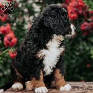 Jim, Bernedoodle Puppy