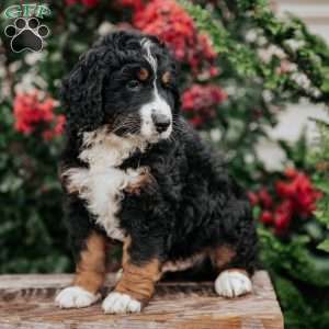 Jim, Bernedoodle Puppy