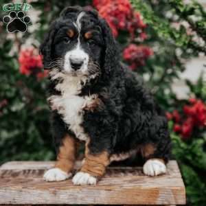 Jim, Bernedoodle Puppy