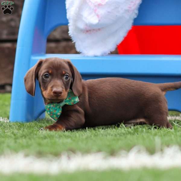 Jordan, Dachshund Puppy