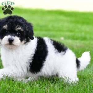 knox, Bich-Poo Puppy