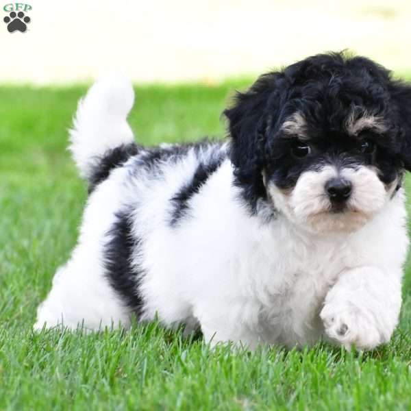 knox, Bich-Poo Puppy