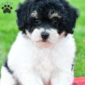 knox, Bich-Poo Puppy