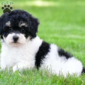 knox, Bich-Poo Puppy