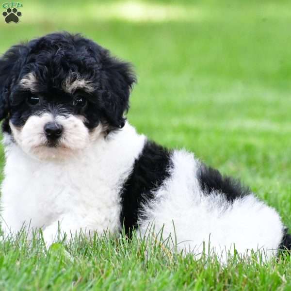 knox, Bich-Poo Puppy