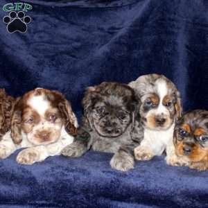 Larry, Cocker Spaniel Puppy