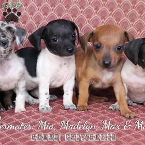 Max, Chiweenie Puppy