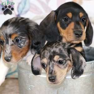 Bubbles, Dachshund Puppy