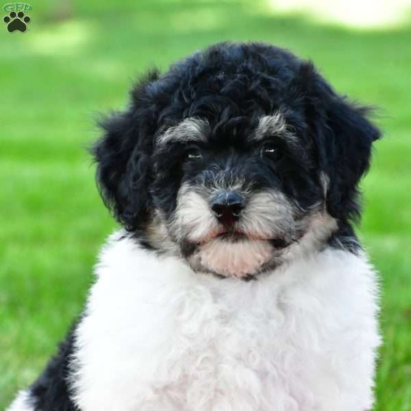 london, Bich-Poo Puppy