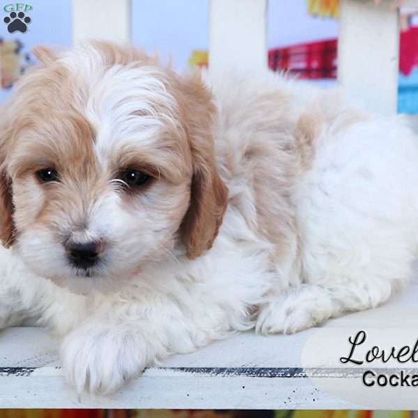 Lovely, Cockapoo Puppy
