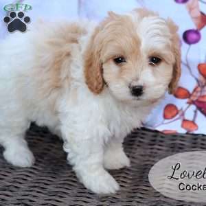 Lovely, Cockapoo Puppy