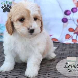 Lovely, Cockapoo Puppy