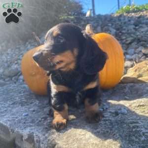 Cosmo, Dachshund Puppy