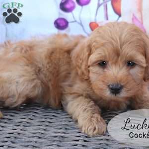 Lucky, Cockapoo Puppy