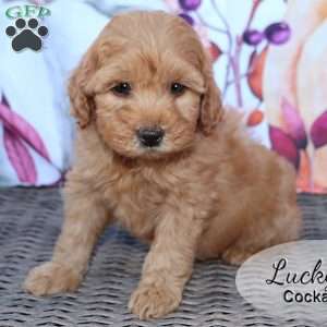 Lucky, Cockapoo Puppy