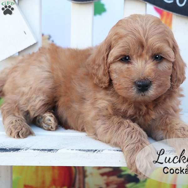 Lucky, Cockapoo Puppy