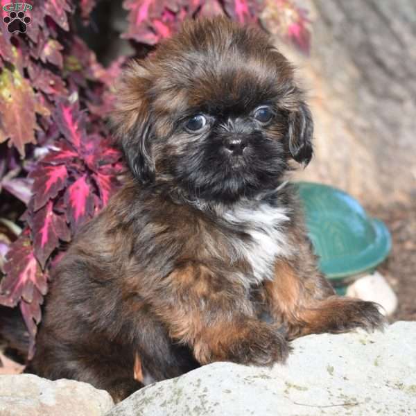 Mack, Shih Tzu Puppy