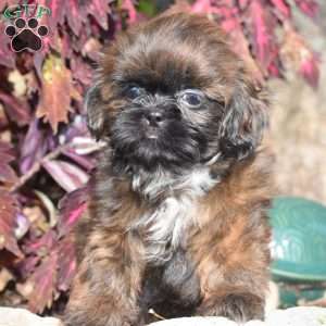 Mack, Shih Tzu Puppy