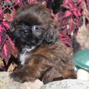 Mack, Shih Tzu Puppy