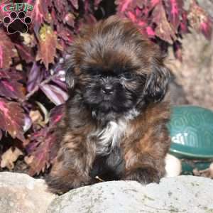 Mack, Shih Tzu Puppy