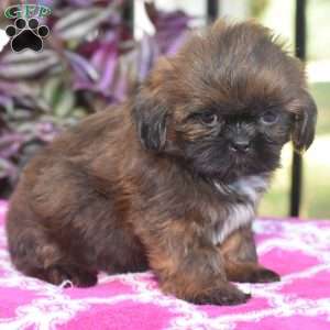 Mack, Shih Tzu Puppy