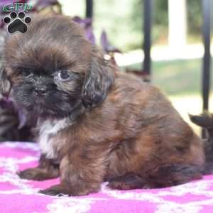 Mack, Shih Tzu Puppy