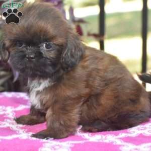 Mack, Shih Tzu Puppy